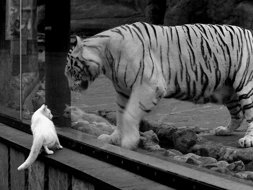 九游电脑版-【“云端裁判”】未来裁判可能通过远程操控？，裁判云讲堂