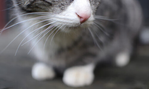 九游登录中心-专家点评：比赛中的关键战术分析，比赛关键词