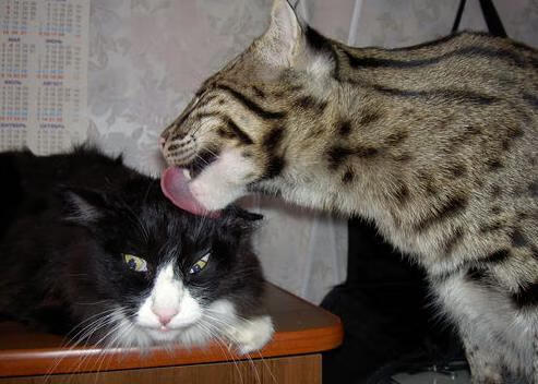 九游娱乐官网 (jiuyou)-内马尔因膝伤缺席美洲杯，巴西队表现受影响，内马尔哭了感动巴西球迷