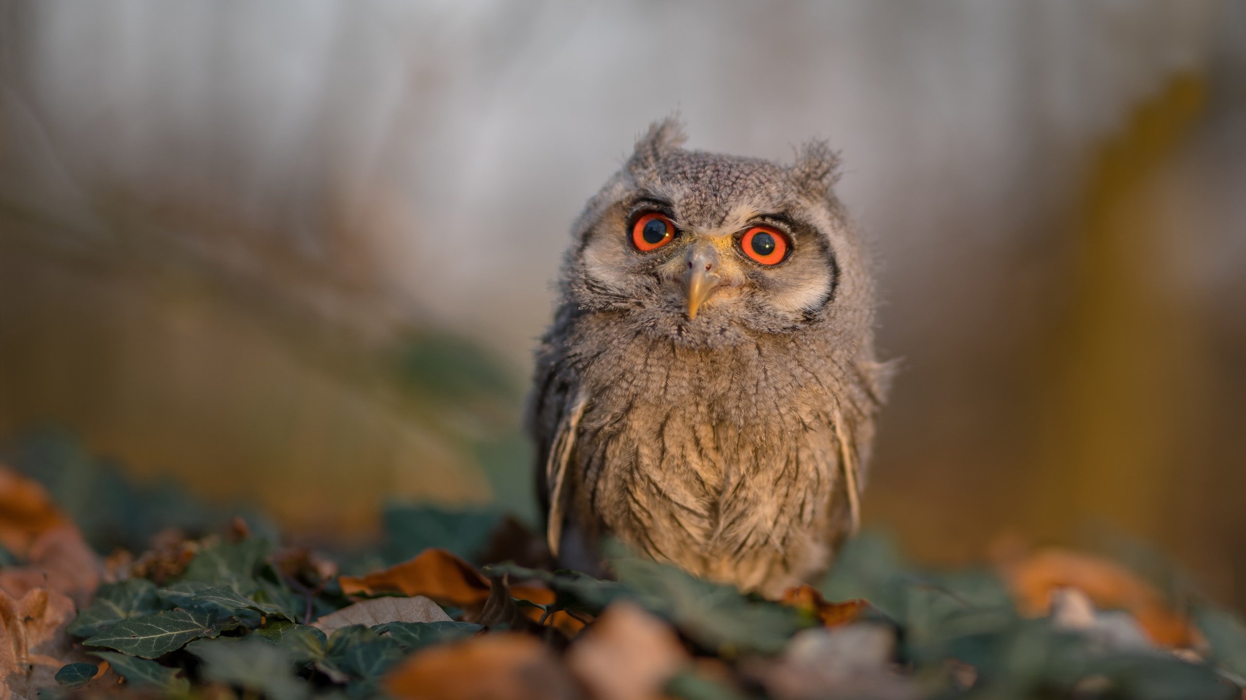 九游游戏中心-哈登转型组织核心，场均助攻联盟第一，哈登新动作