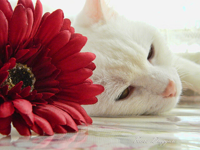 JIU YOU GAME-荷兰骑手 Dinja van Liere 在巴黎奥运会盛装舞步比赛中获得第六名，创造个人最佳成绩。