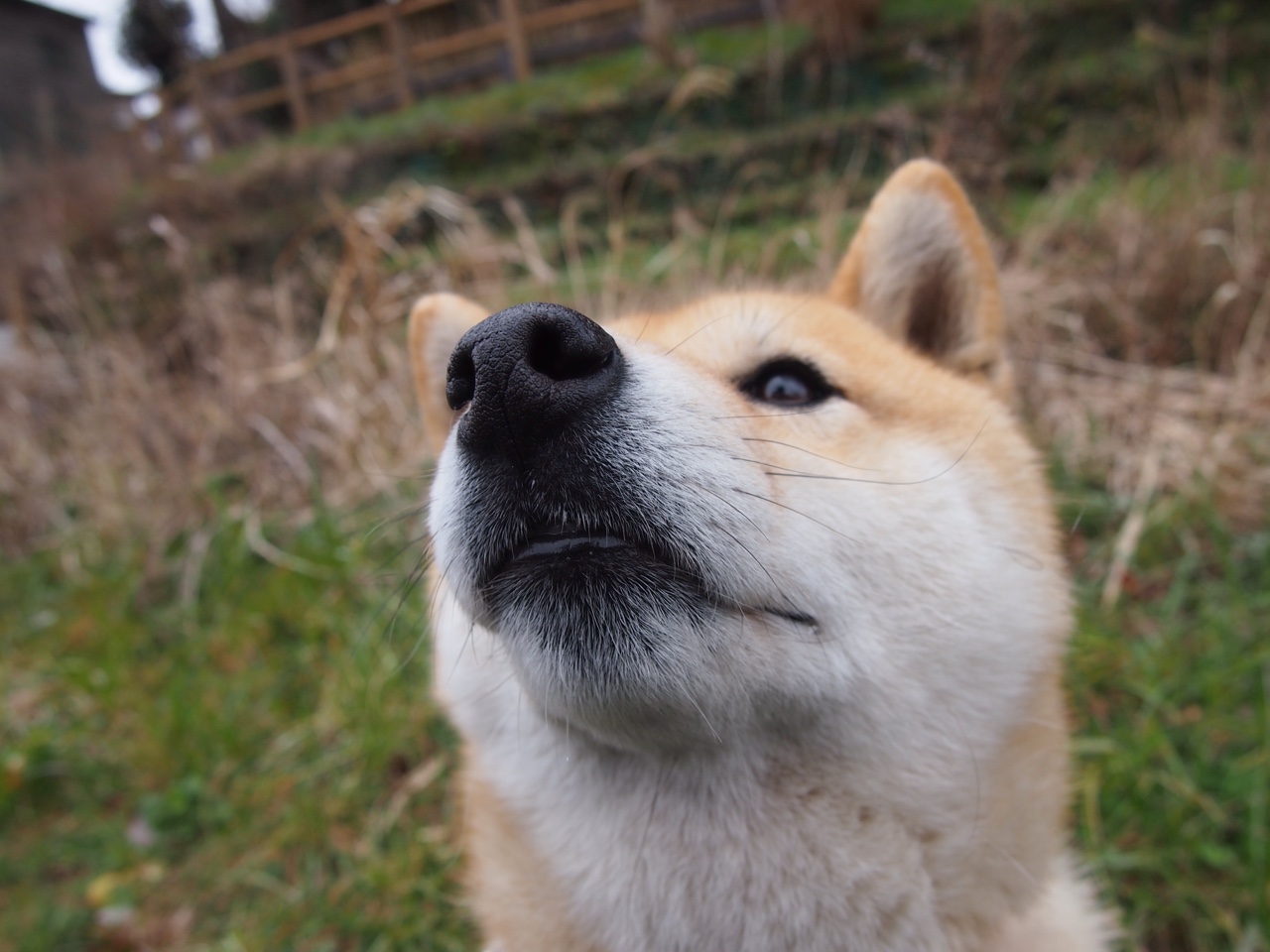 九游游戏中心官网-迷你纪录片：一次令人难忘的WRC赛场旅行，wrc游戏视频