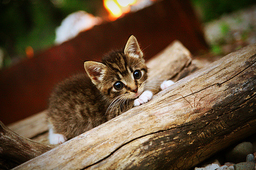 上海海港主场迎战劲敌,上海海港主力阵容
