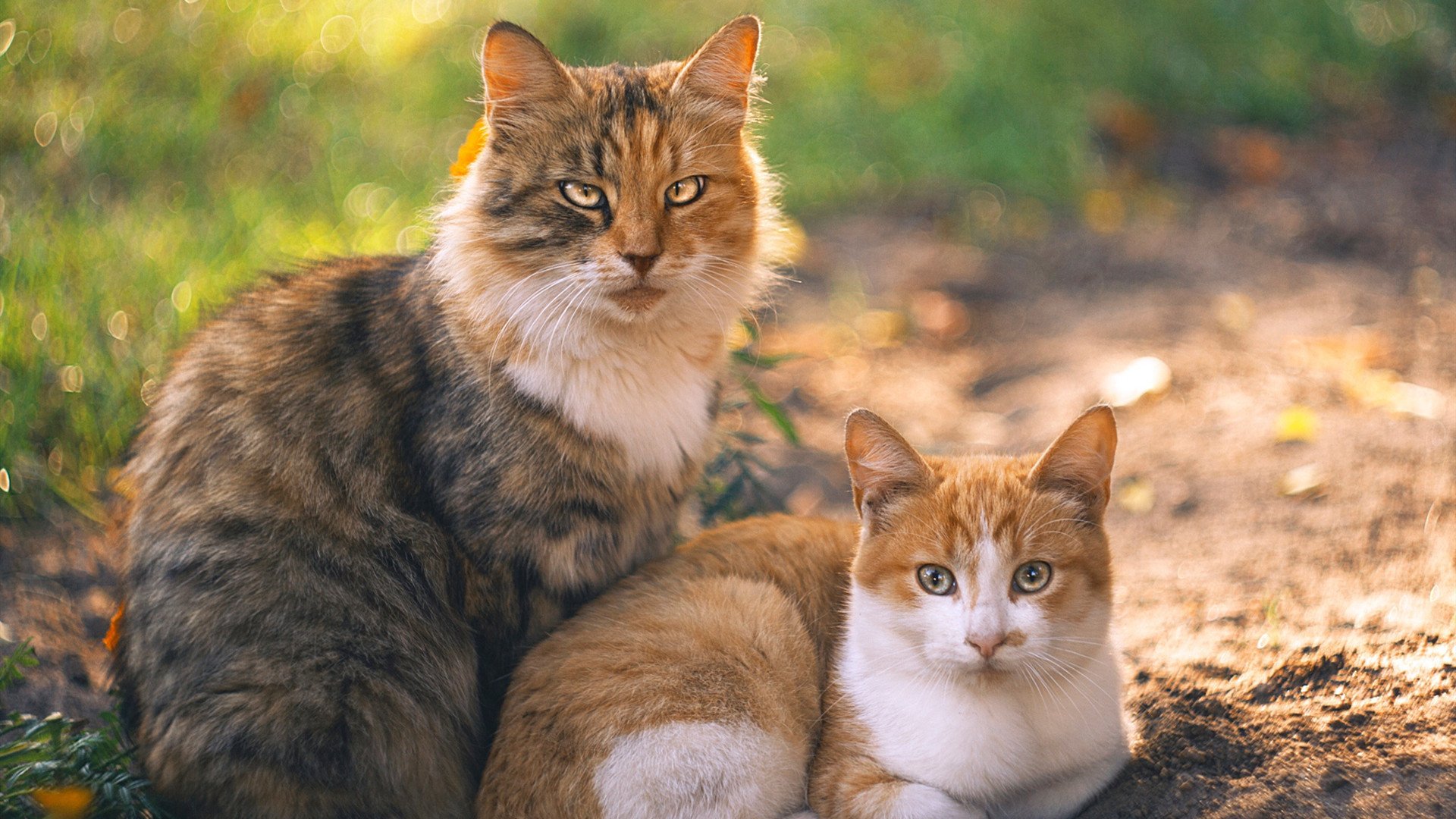 九游网页版入口-兄弟对决，球队内部比拼颇具看点，电视剧兄弟对决
