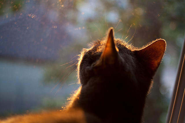 沪上黑莓全员出击，誓夺亚冠冠军，上海黑莓文化传媒有限公司
