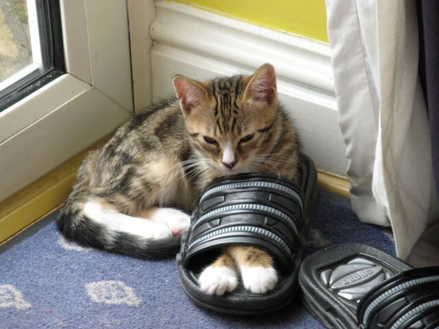 九游娱乐APP-王牌队教练团队战术布置到位，王牌队教练团队战术布置到位了吗