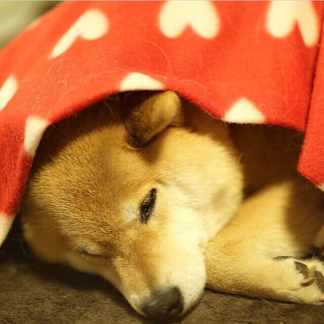 JIUYOU GAMING-瑞典队闯过挑战，晋级欧国联半决赛，瑞典国家队欧洲杯