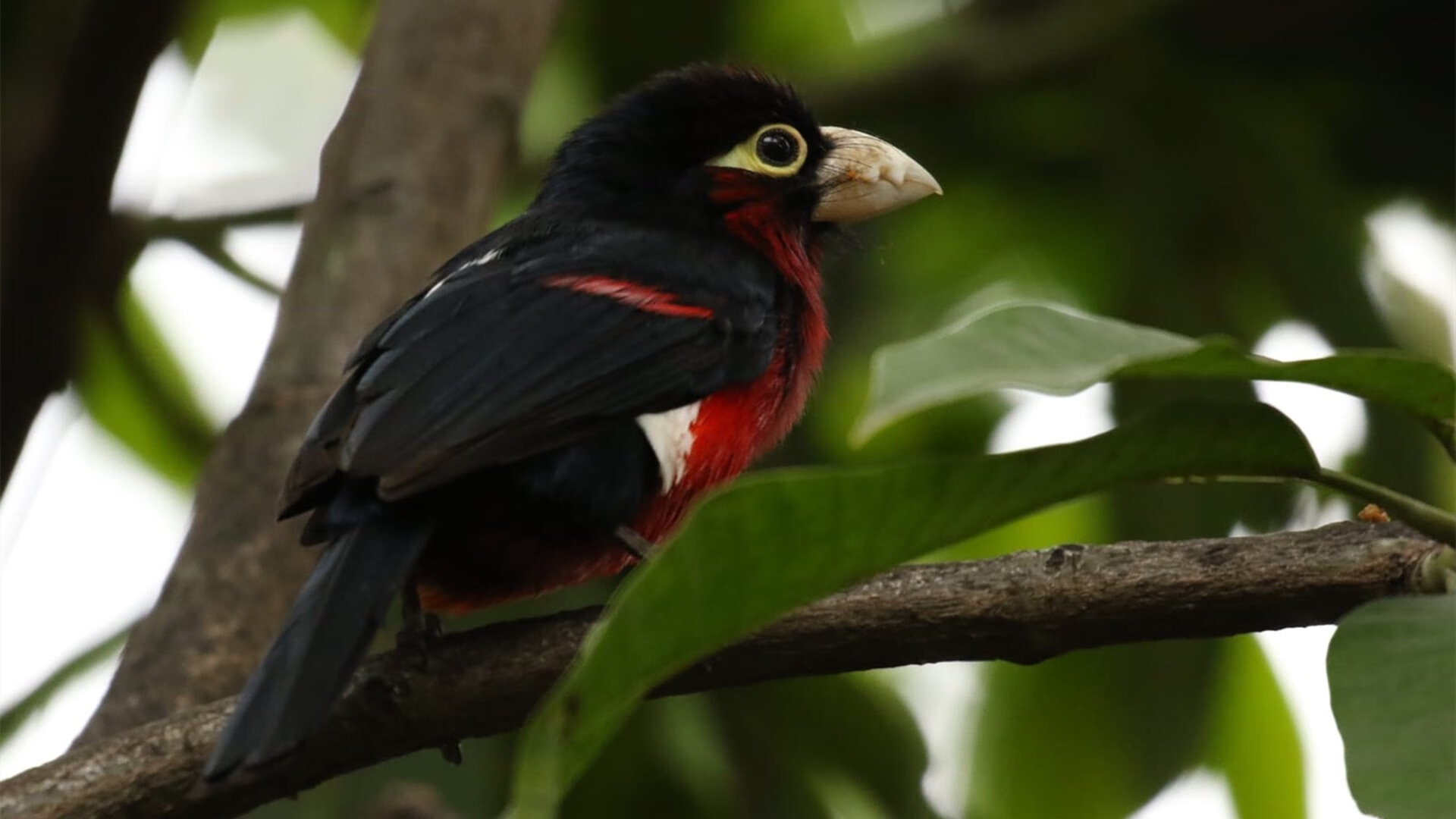 九游app官网下载-纽伦堡客场大胜前沿，引发球迷热议，纽伦堡足球