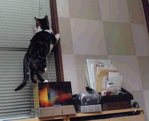 纽卡斯尔联主场2-0战胜曼联，伊萨克与乔林顿建功，纽卡斯尔联转会