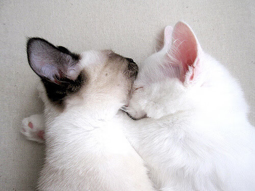 九游娱乐(jiuyou)官方网站-“亚戈·卡尔曼的精准技术与领袖气质，让阿根廷美洲狮队走向更高巅峰”