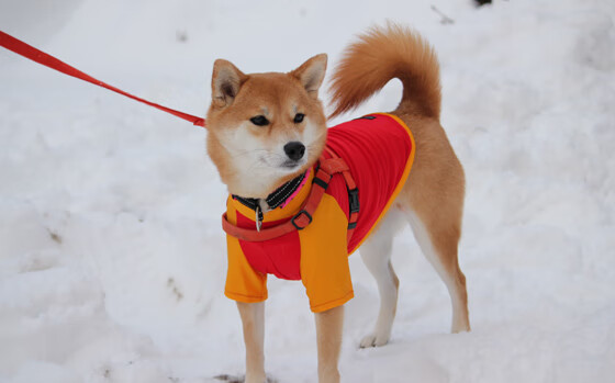 九游娱乐APP-“尼古拉斯·桑特基的精准踢球和传球技巧，助力美洲狮队冲击世界冠军”